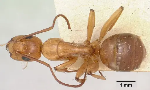Camponotus concolor specimen CASENT0101359 image casent0101359_1