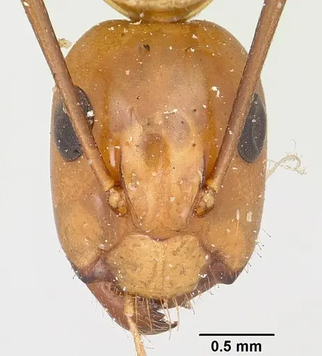 Camponotus concolor specimen CASENT0101359 image casent0101359_2