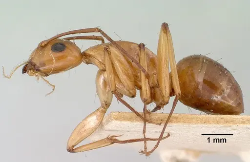 Camponotus concolor specimen CASENT0101359 image casent0101359_3