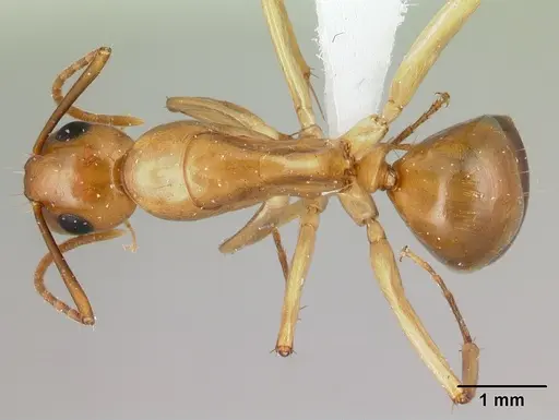 Camponotus concolor specimen CASENT0406985 image casent0406985_1
