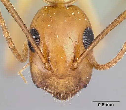 Camponotus concolor specimen CASENT0406985 image casent0406985_2