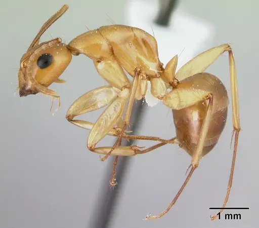 Camponotus concolor specimen CASENT0406985 image casent0406985_3