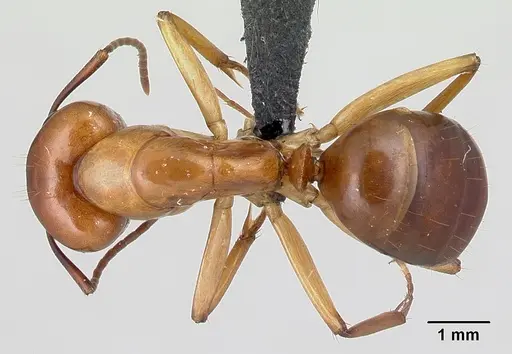 Camponotus concolor specimen CASENT0406995 image casent0406995_1