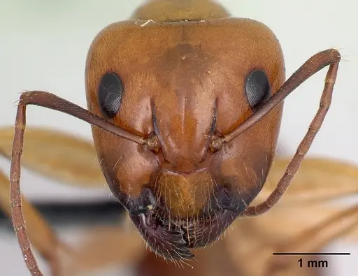 Camponotus concolor specimen CASENT0406995 image casent0406995_2