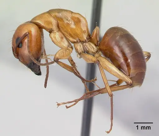Camponotus concolor specimen CASENT0406995 image casent0406995_3
