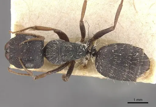 Camponotus confluens specimen CASENT0910551 image casent0910551_1