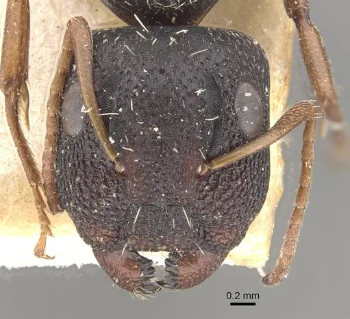 Camponotus confluens specimen CASENT0910551 image casent0910551_2