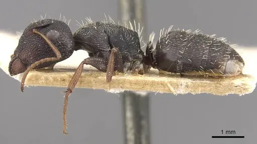 Camponotus confluens specimen CASENT0910551 image casent0910551_3