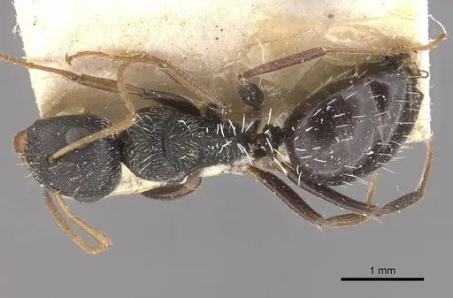 Camponotus confluens specimen CASENT0910552 image casent0910552_1
