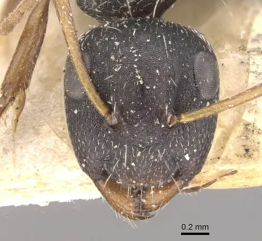 Camponotus confluens specimen CASENT0910552 image casent0910552_2