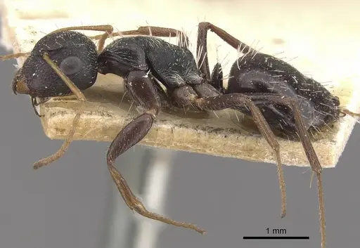 Camponotus confluens specimen CASENT0910552 image casent0910552_3