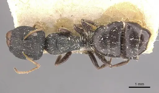 Camponotus confluens specimen CASENT0910553 image casent0910553_1