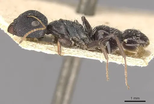 Camponotus confluens specimen CASENT0910553 image casent0910553_3