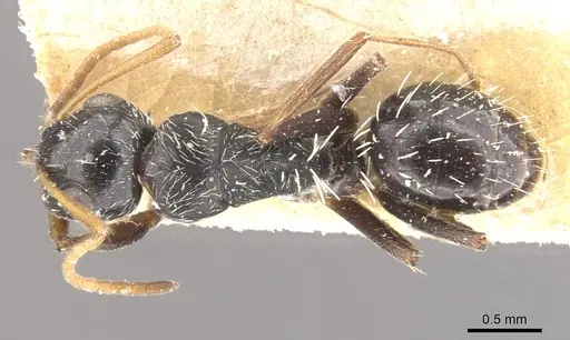 Camponotus confluens specimen CASENT0910554 image casent0910554_1