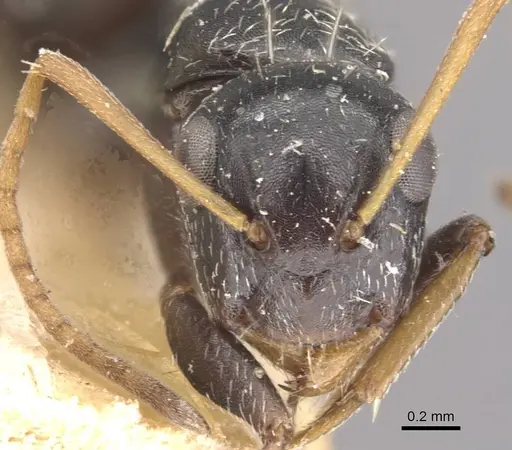 Camponotus confluens specimen CASENT0910554 image casent0910554_2