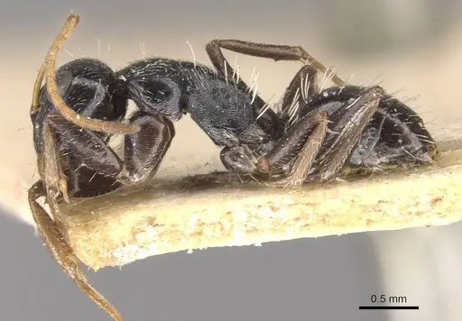 Camponotus confluens specimen CASENT0910554 image casent0910554_3