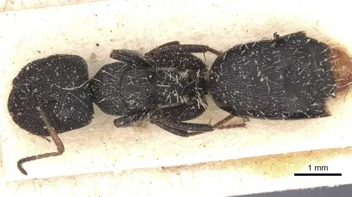 Camponotus confluens specimen CASENT0911830 image casent0911830_1