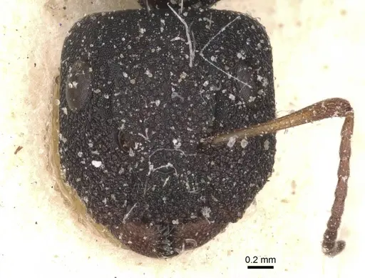 Camponotus confluens specimen CASENT0911830 image casent0911830_2