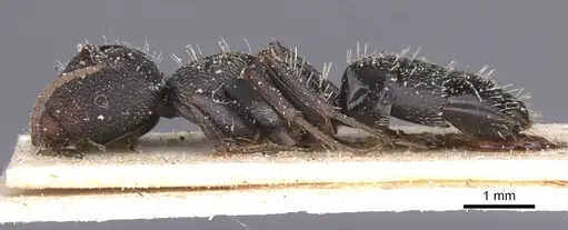 Camponotus confluens specimen CASENT0911830 image casent0911830_3