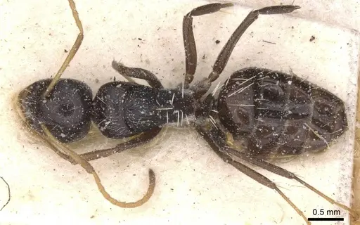 Camponotus confluens specimen CASENT0911831 image casent0911831_1