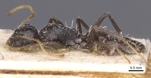 Camponotus confluens specimen CASENT0911831 image casent0911831_2