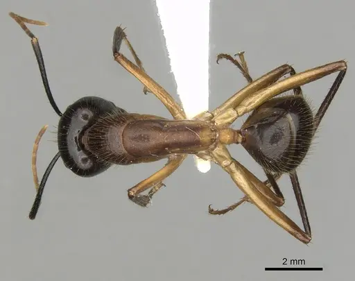 Camponotus confucii specimen CASENT0280167 image casent0280167_1