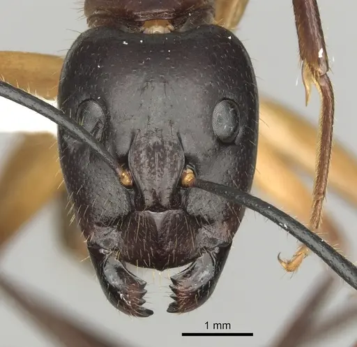 Camponotus confucii specimen CASENT0280167 image casent0280167_2