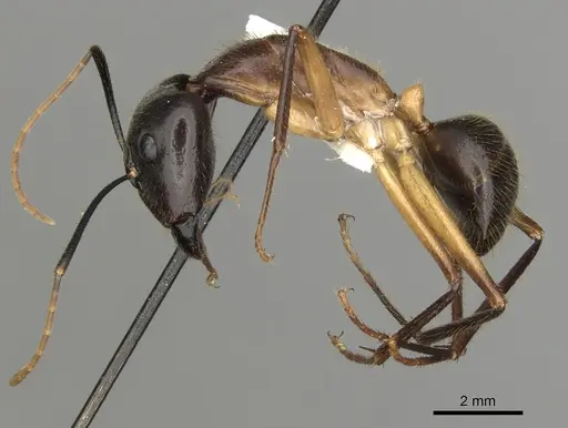 Camponotus confucii specimen CASENT0280167 image casent0280167_3