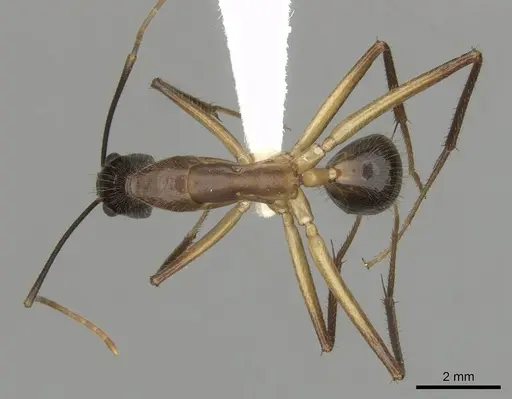 Camponotus confucii specimen CASENT0280168 image casent0280168_1