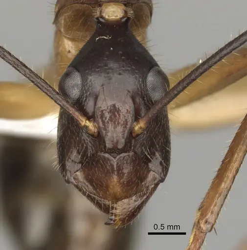 Camponotus confucii specimen CASENT0280168 image casent0280168_2