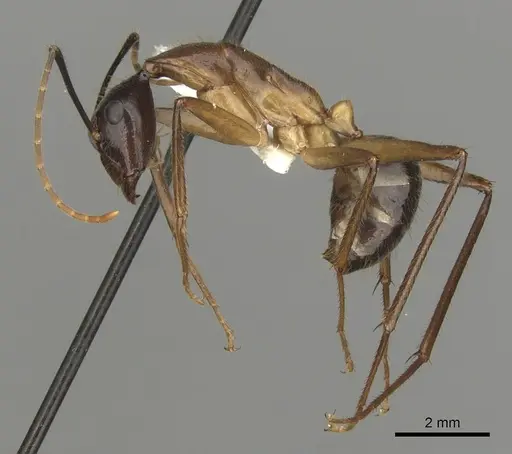 Camponotus confucii specimen CASENT0280168 image casent0280168_3