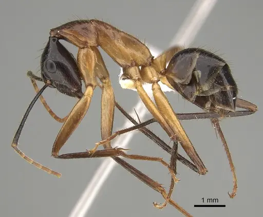 Camponotus confucii specimen CASENT0887669 image casent0887669_1