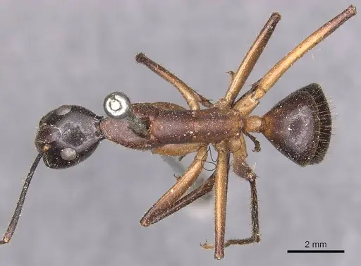 Camponotus confucii specimen CASENT0905253 image casent0905253_1