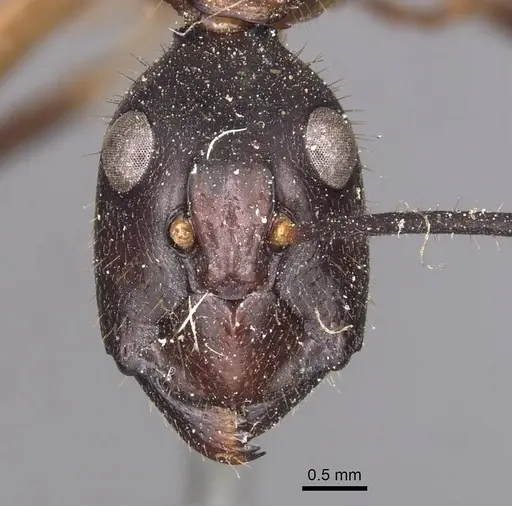 Camponotus confucii specimen CASENT0905253 image casent0905253_2