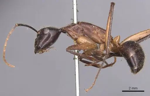 Camponotus confucii specimen CASENT0905253 image casent0905253_3