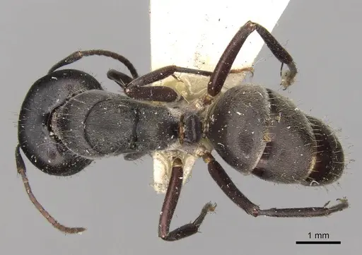 Camponotus confucii specimen CASENT0906983 image casent0906983_1