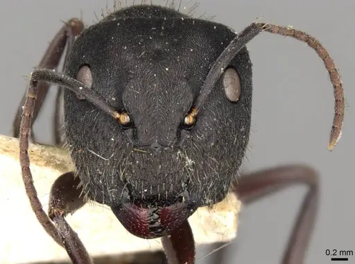 Camponotus confucii specimen CASENT0906983 image casent0906983_2
