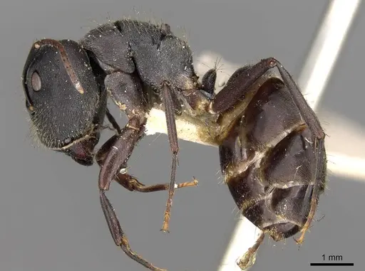 Camponotus confucii specimen CASENT0906983 image casent0906983_3