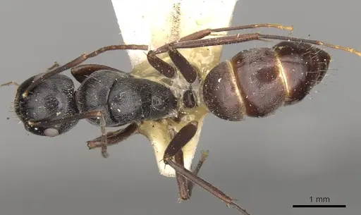 Camponotus confucii specimen CASENT0906984 image casent0906984_1