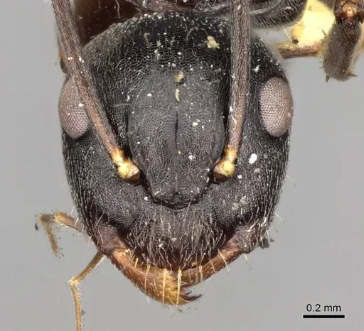 Camponotus confucii specimen CASENT0906984 image casent0906984_2