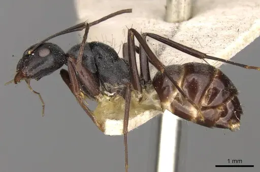 Camponotus confucii specimen CASENT0906984 image casent0906984_3