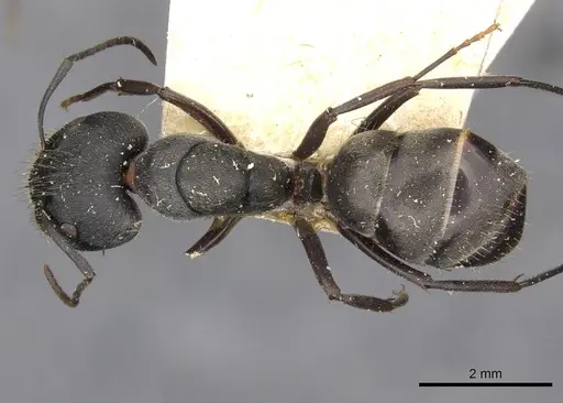 Camponotus confucii specimen CASENT0910428 image casent0910428_1