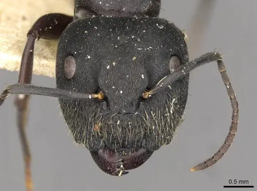 Camponotus confucii specimen CASENT0910428 image casent0910428_2
