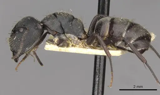 Camponotus confucii specimen CASENT0910428 image casent0910428_3
