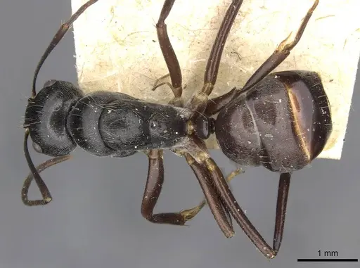Camponotus confucii specimen CASENT0910429 image casent0910429_1