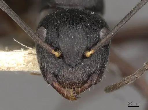 Camponotus confucii specimen CASENT0910429 image casent0910429_2
