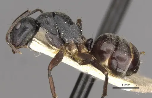 Camponotus confucii specimen CASENT0910429 image casent0910429_3