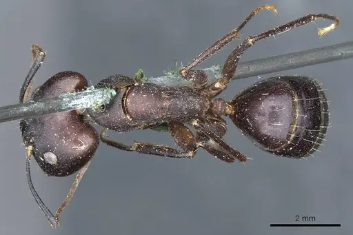 Camponotus congolensis specimen CASENT0905310 image casent0905310_1