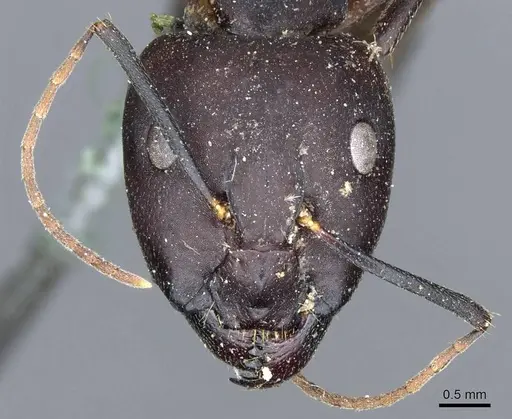 Camponotus congolensis specimen CASENT0905310 image casent0905310_2