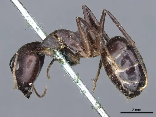 Camponotus congolensis specimen CASENT0905310 image casent0905310_3